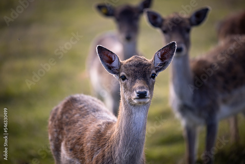 Closeup of a fallow deer with herd in the field in the warming light of sunrise, Germany, Europe
