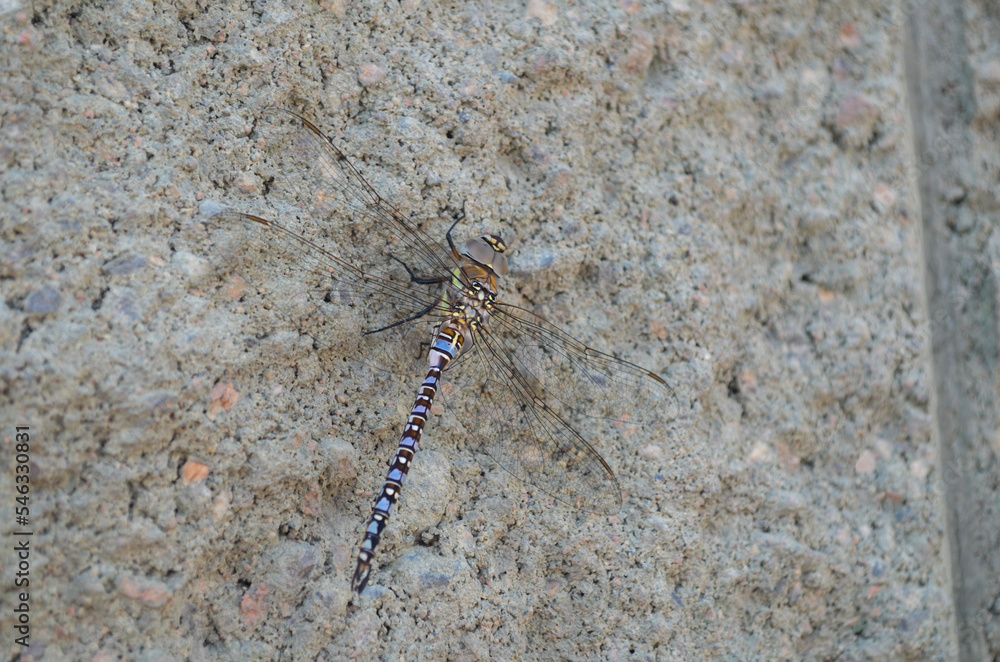 Libelle tarnt sich auf Gestein