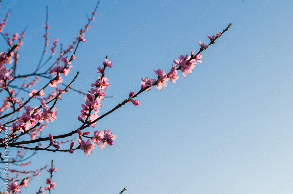 Ast von Kirschblütenbaum unter blauem Himmel Ast von Kirschblütenbaum unter blauem Himmel