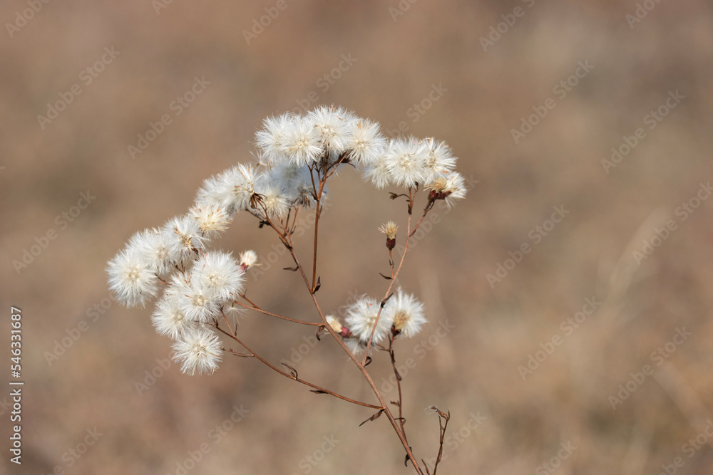 Erigeron acer is a charming and versatile spreading plant, known for its abundant and delicate herbaceous flowers. Erigeron acer is a charming and versatile spreading plant, known for its abundant and delicate herbaceous flowers.