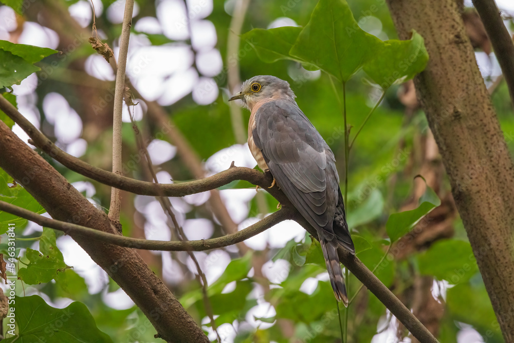 Common hawk-cuckoo (Hierococcyx varius) at Rabindra Saravar, Kolkata, India Common hawk-cuckoo (Hierococcyx varius) at Rabindra Saravar, Kolkata, India