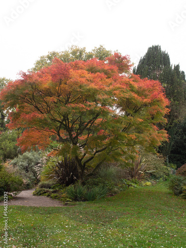 Japanese Mapl;e in full autumn colours at Arley Hall, Arley, Cheshire, UK