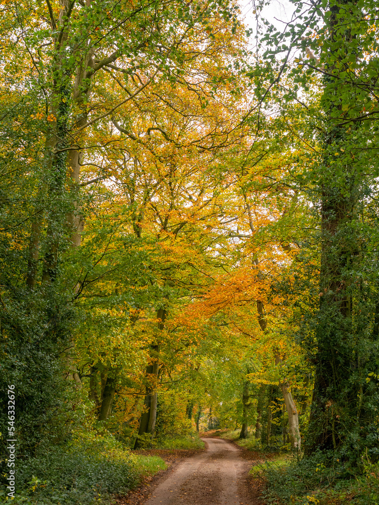 Autumn woodland walk through woods at Arley, Cheshire, UK