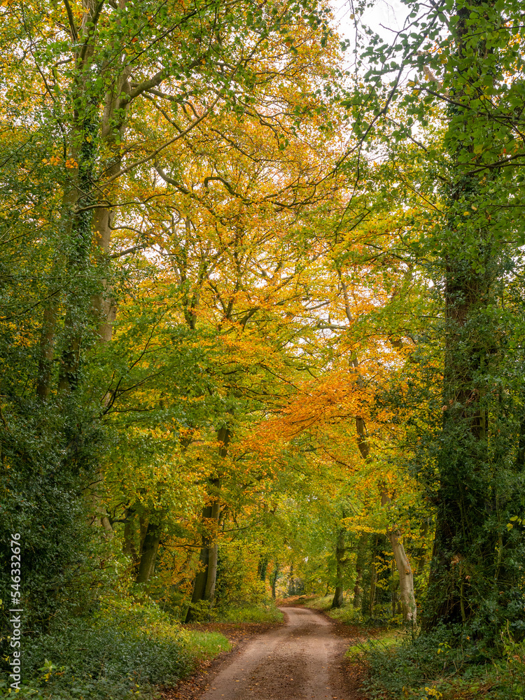 Autumn woodland walk through woods at Arley, Cheshire, UK Autumn woodland walk through woods at Arley, Cheshire, UK