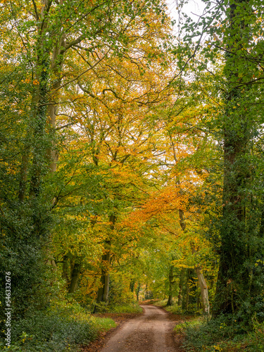 Autumn woodland walk through woods at Arley, Cheshire, UK