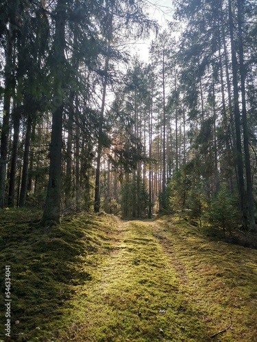 path in the forest