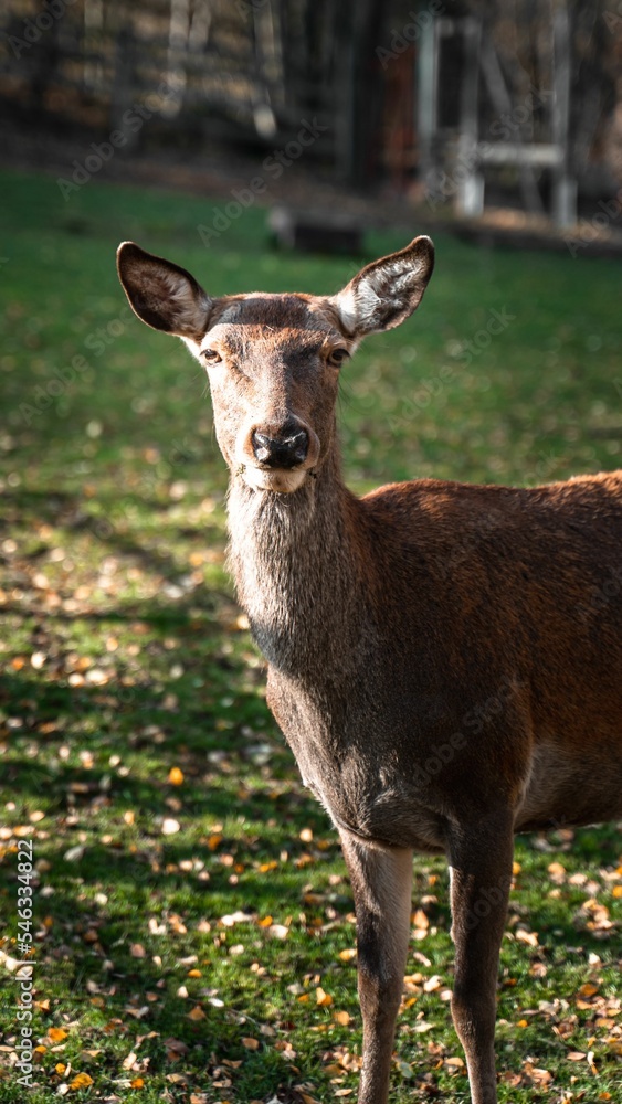 Fototapeta premium Closeup of a red deer in the zoo, a vertical shot