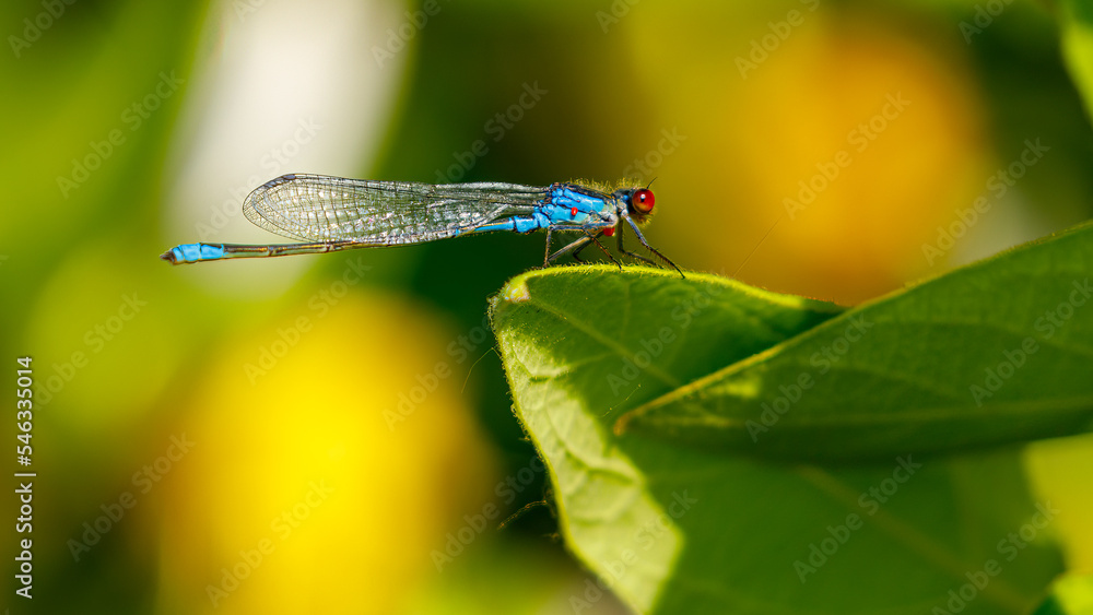 A small red-eyed damselfly in the Danube Delta A small red-eyed damselfly in the Danube Delta