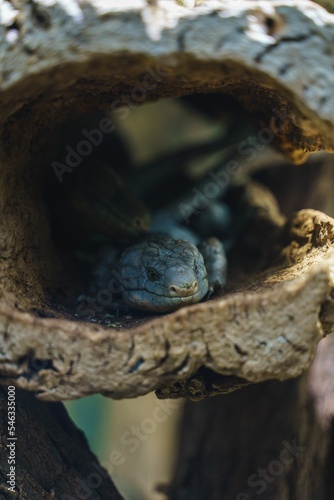 Vertical shot of a Prehensile-tailed skink (Corucia zebrata) hiding in an empty tree trunk in a zoo photo