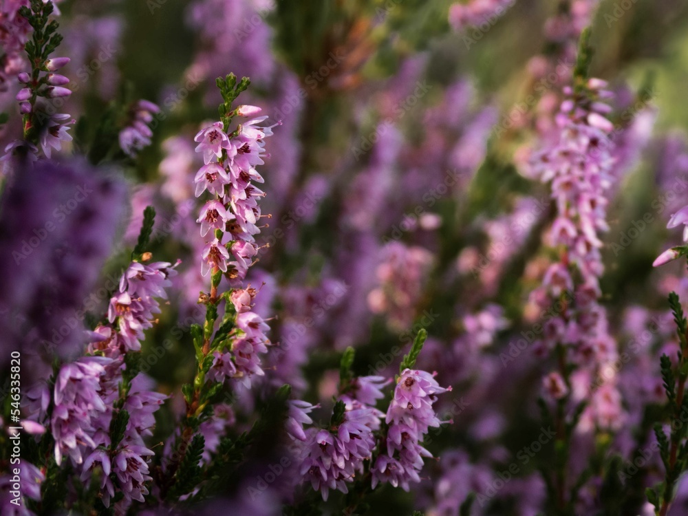 Obraz premium Selective focus closeup of a calluna flower in a garden