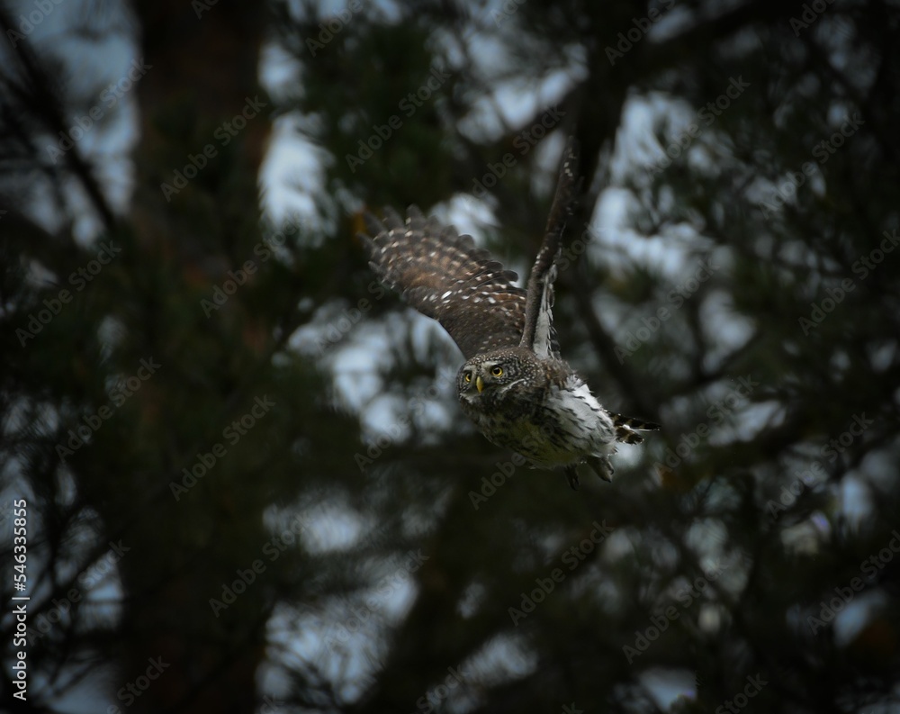 Closeup shot of a flying owl