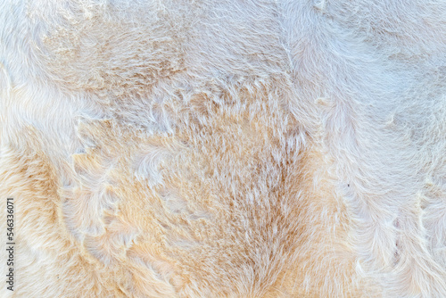 texture and background of white cow fur