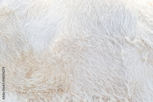texture and background of white cow fur