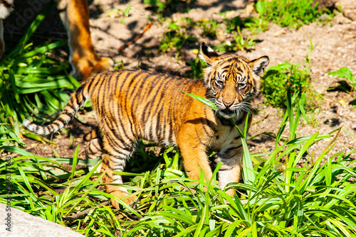 Sumatra Tiger - Wildkatze