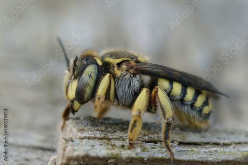 Closeup on an adult female Florentine Woolcarder Bee, Anthidium florentinum sitting on wood