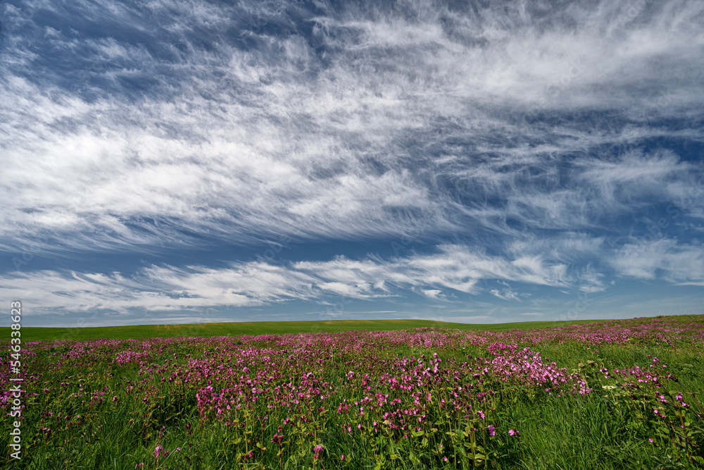 Red Campion Red Campion