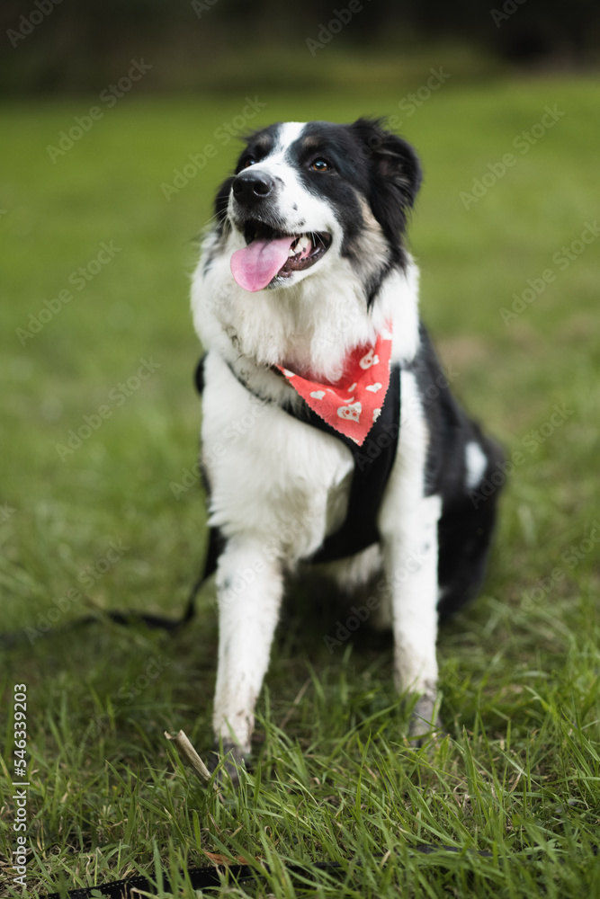 dog with bandana, border collie