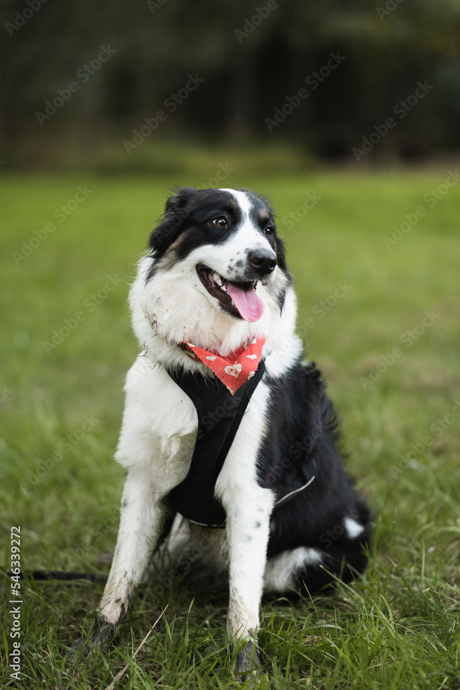 dog with bandana, border collie dog with bandana, border collie