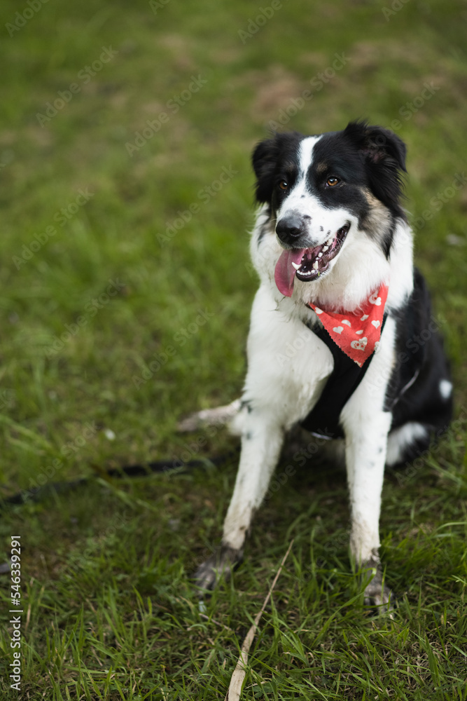 dog with bandana, border collie dog with bandana, border collie