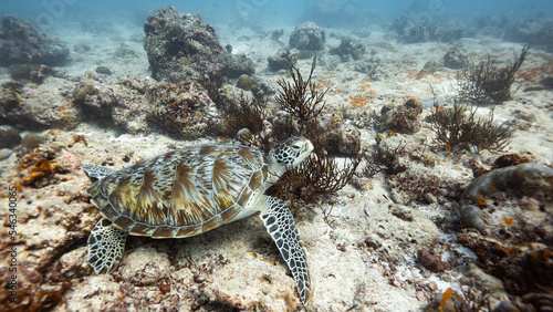 Fotografie, Obraz Turtle in Maledives