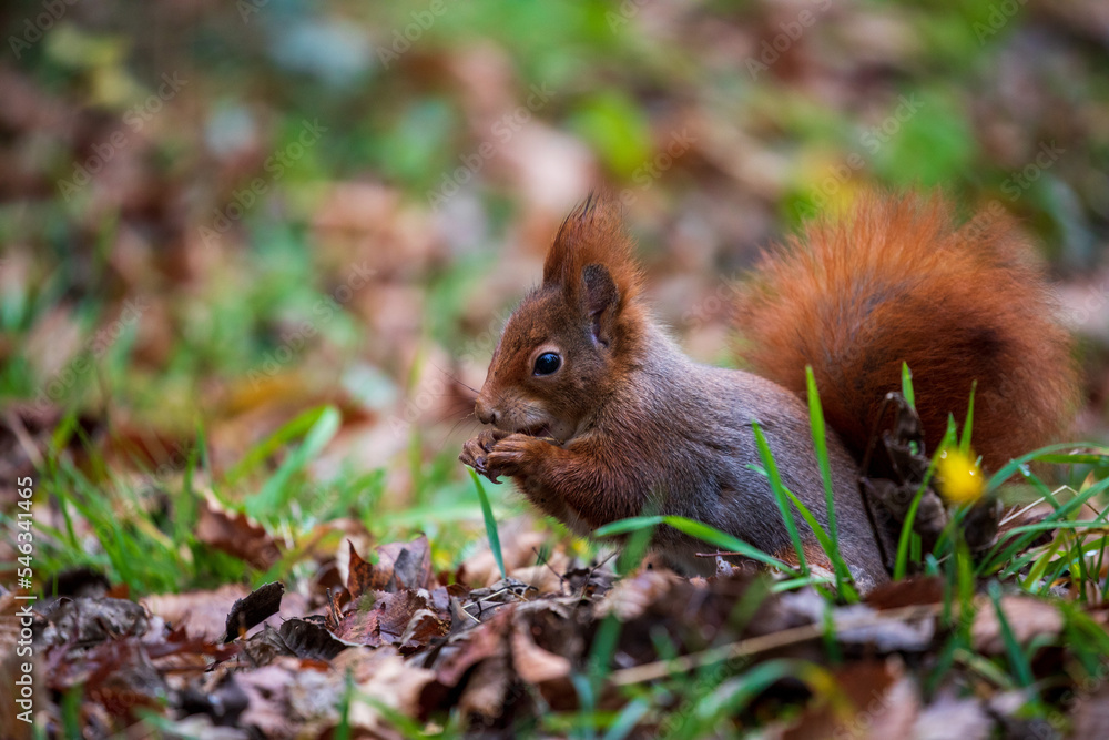 Eichhörnchen auf Nahrungssuche Eichhörnchen auf Nahrungssuche