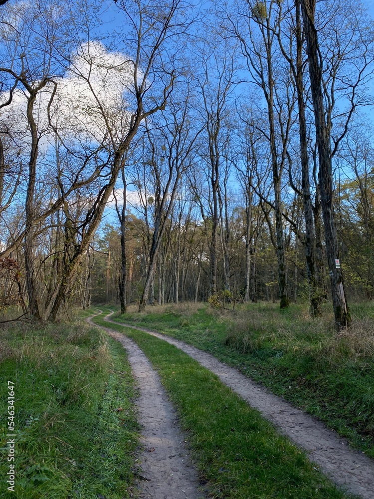 Path through a black locus forest in autumn with trees almost bare Path through a black locus forest in autumn with trees almost bare