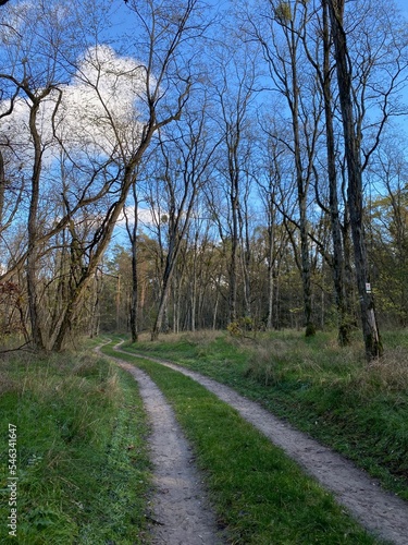 Bilde på lerret Path  through a black locus forest in autumn with trees almost bare