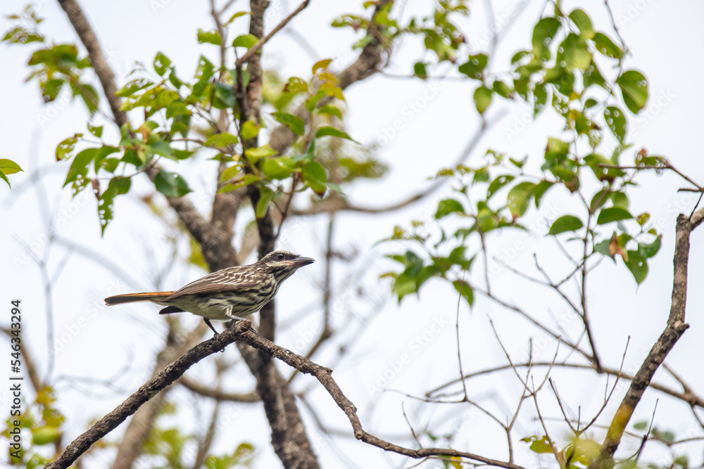 Tropical bird known as Tropical bird known as