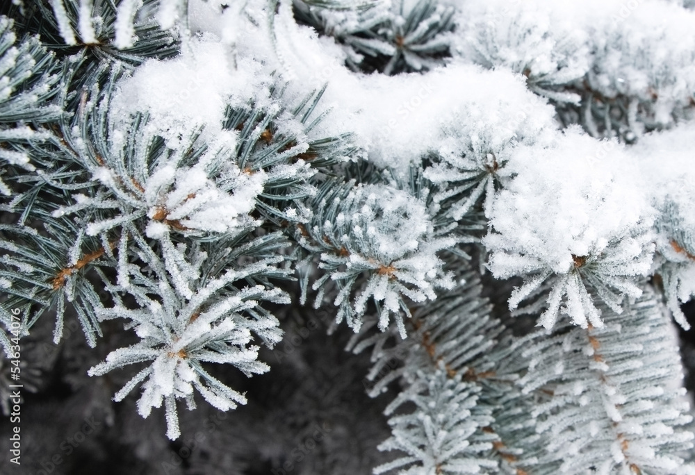 Part of a blue Christmas tree covered in white frost and fresh snow, close-up