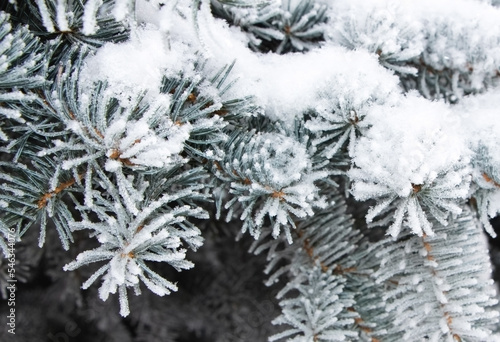 Part of a blue Christmas tree covered in white frost and fresh snow  close-up
