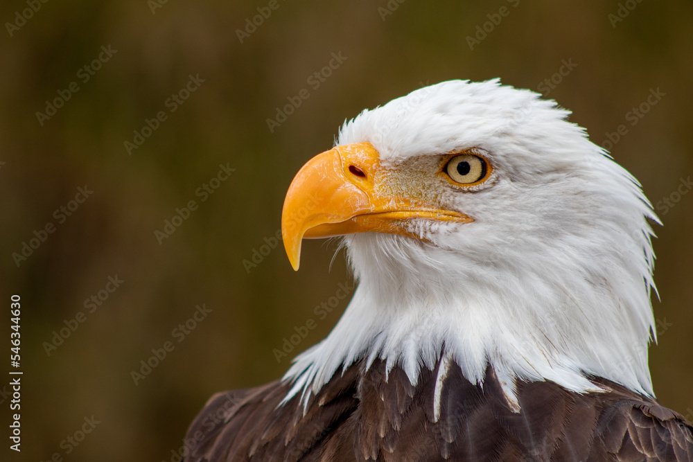 Fototapeta premium Majestic bald eagle or American eagle in El Cóndor park.