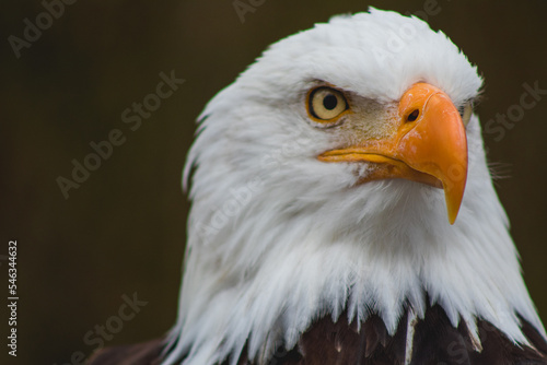Majestic bald eagle or American eagle in El C  ndor park.