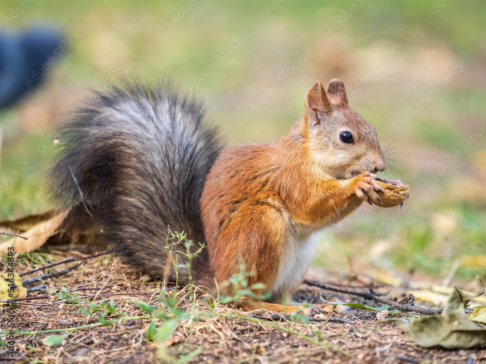 Autumn squirrel with nut sits on green grass with fallen yellow leaves Autumn squirrel with nut sits on green grass with fallen yellow leaves
