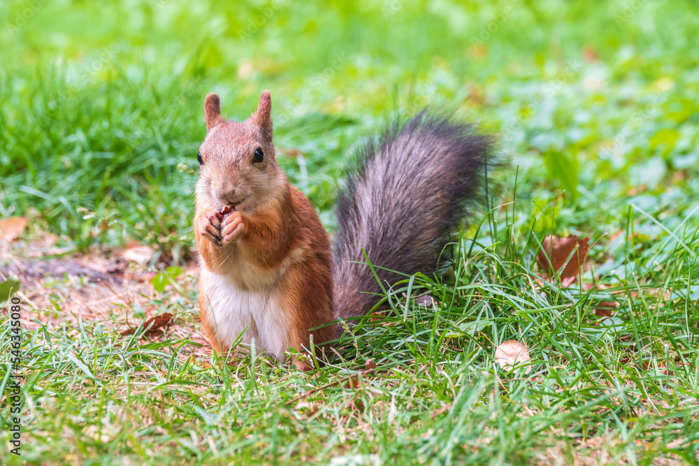 Autumn squirrel with nut sits on green grass with fallen yellow leaves Autumn squirrel with nut sits on green grass with fallen yellow leaves