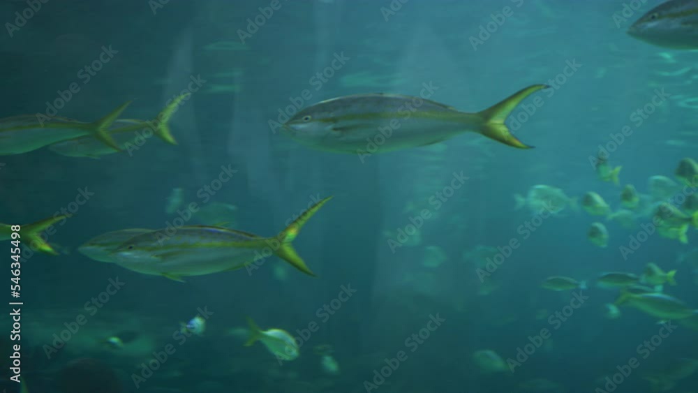 Fish at Ripley's Aquarium of Canada Fish at Ripley's Aquarium of Canada