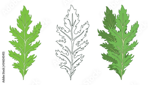 Green leaves of Mizuna lettuce in linear and flat style. Vector illustration of Japanese mustard.