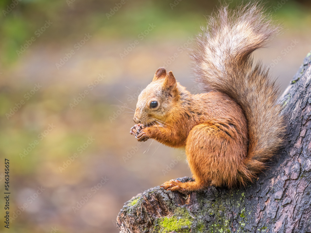 The squirrel with nut sits on tree in the autumn. Eurasian red squirrel, Sciurus vulgaris.