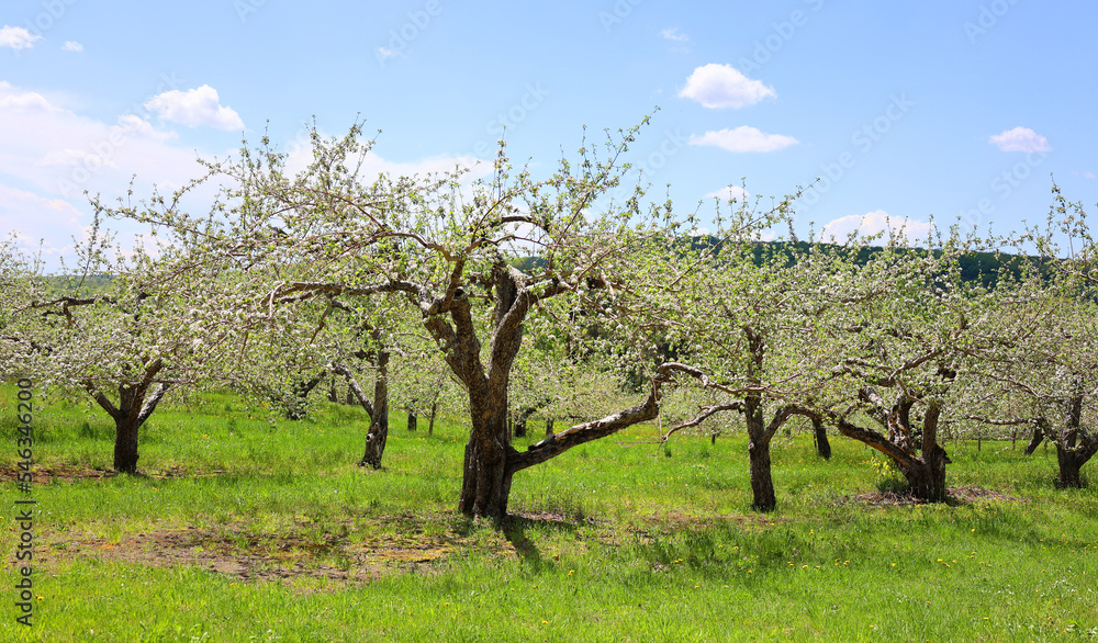 The apple tree blooming is a deciduous tree in the rose family best known for its sweet, pomaceous fruit, the apple. It is cultivated worldwide as a fruit tree, 