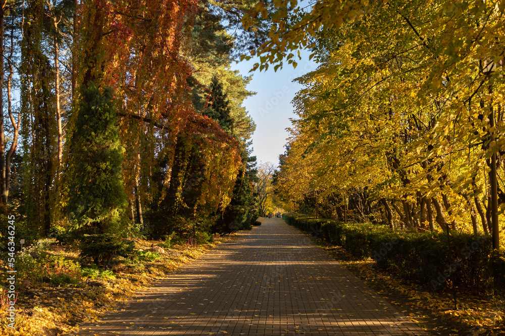 The alley in the public park of Minsk in autumn
