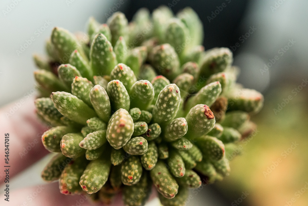 Succulent (Echeveria, crassula, aeonium, cotyledon, lithops, kalanchoe, caudex, etc) Succulent (Echeveria, crassula, aeonium, cotyledon, lithops, kalanchoe, caudex, etc)