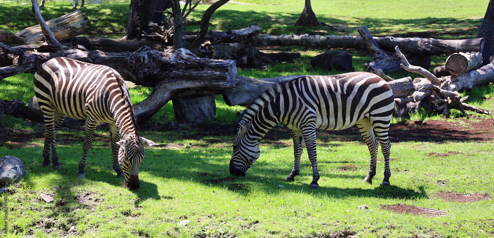 Naklejka premium Burchell's zebra is a southern subspecies of the plains zebra. It is named after the British explorer William John Burchell. Common names include bontequagga, Damara zebra and Zululand zebra 