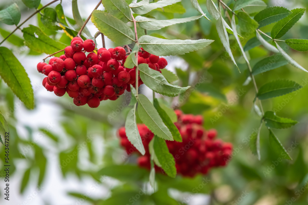 Fototapeta premium A bunch of red rowan in autumn leaves.
