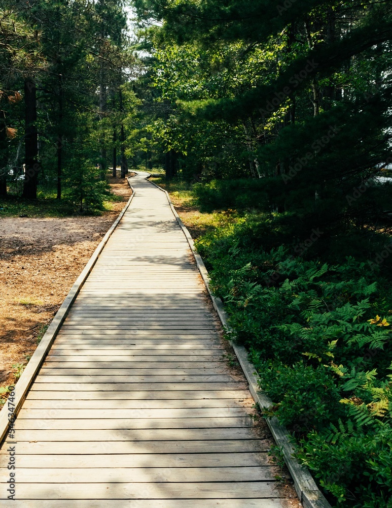 Fototapeta premium boardwalk between the trees and the beach