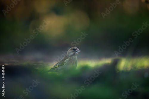  European greenfinch - Groenling - chloris chloris, photo