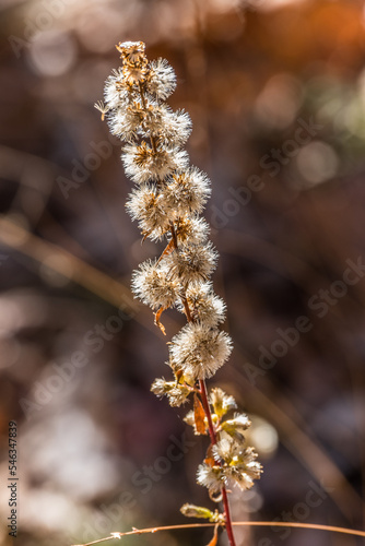 Dried wildflower in autumn