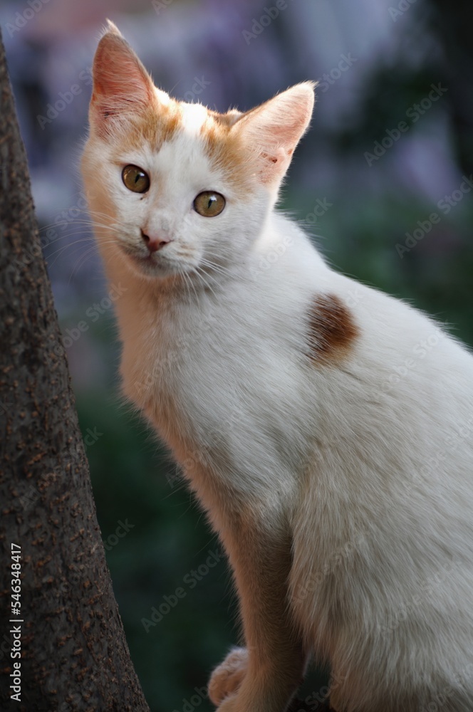 Cute stray cat posing looking at camera Cute stray cat posing looking at camera