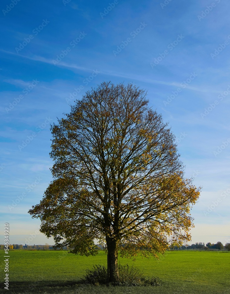 Vertical view of a large Oak tree in a meadow with the bright blue sky in the background Vertical view of a large Oak tree in a meadow with the bright blue sky in the background