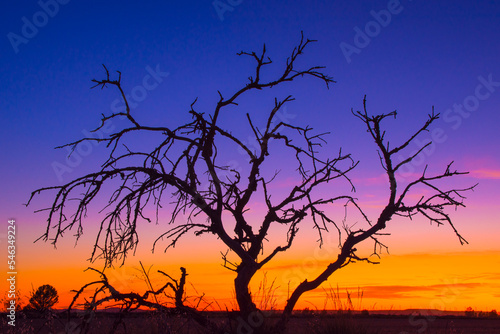 Fototapeta Naklejka Na Ścianę i Meble -  Sunset Tree