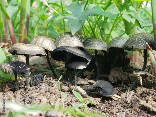 A little forest of mushroom