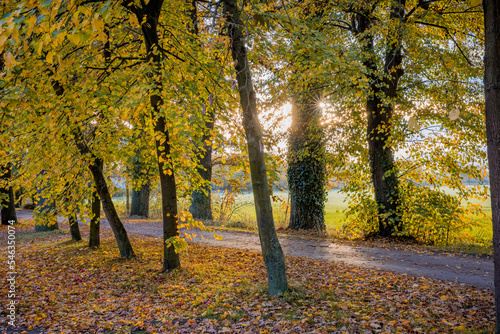 Autumn splendor with a yellow tree lined road near Mainz, Germany